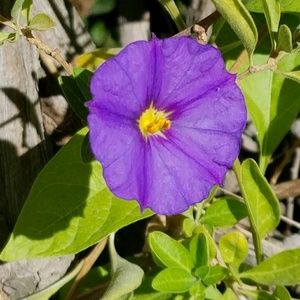 Meet your Posher, Desiree